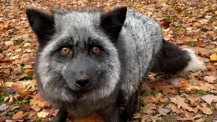 Watch Now: Forecasting fox predicts snowy winter ahead, and more of today's top videos